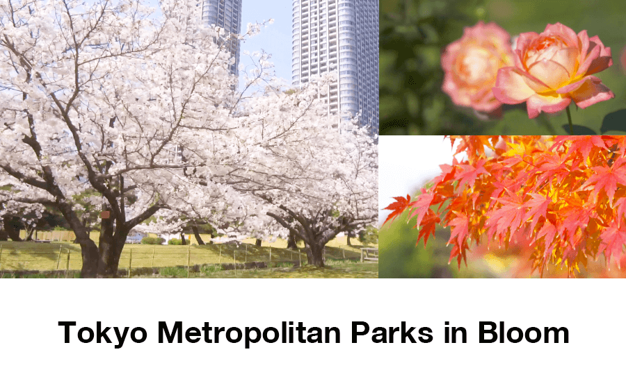 Tokyo Metropolitan Parks in Bloom